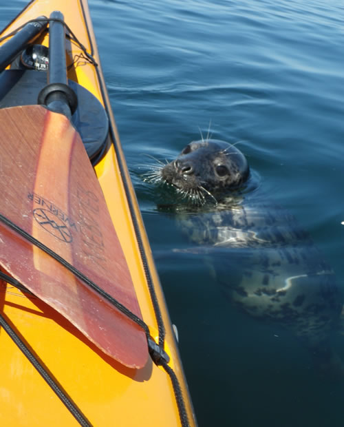 seal at sea kayak