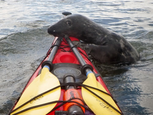 Sea Kayak with Scottish Wildlife